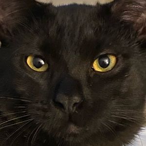 Meet your Posher, Hans